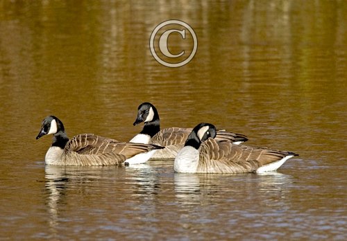 Canada Geese DM1284